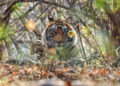 Beyond Ranthambore: Madhya Pradesh’s Quiet Wildlife Tourism Boom